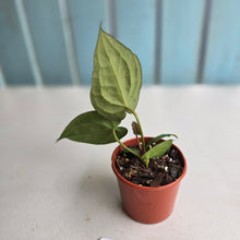 Load image into Gallery viewer, #D21 Dark Anthurium NOID