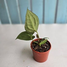 Load image into Gallery viewer, #D21 Dark Anthurium NOID