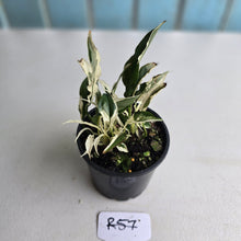 Load image into Gallery viewer, #R57 Spathiphyllum &#39;Monet&#39; - Miniature