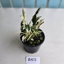 Load image into Gallery viewer, #R57 Spathiphyllum &#39;Monet&#39; - Miniature