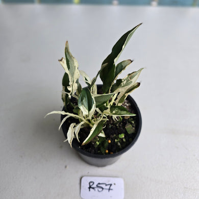 #R57 Spathiphyllum 'Monet' - Miniature