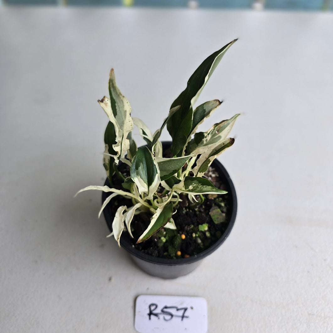 #R57 Spathiphyllum 'Monet' - Miniature