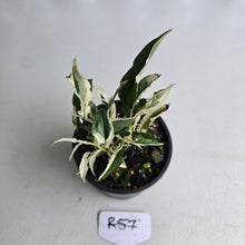 Load image into Gallery viewer, #R57 Spathiphyllum &#39;Monet&#39; - Miniature