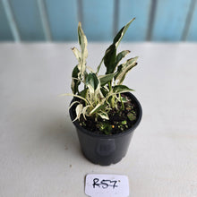 Load image into Gallery viewer, #R57 Spathiphyllum &#39;Monet&#39; - Miniature