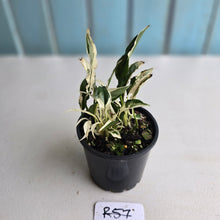 Load image into Gallery viewer, #R57 Spathiphyllum &#39;Monet&#39; - Miniature