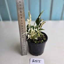 Load image into Gallery viewer, #R57 Spathiphyllum &#39;Monet&#39; - Miniature