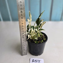 Load image into Gallery viewer, #R57 Spathiphyllum &#39;Monet&#39; - Miniature