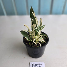 Load image into Gallery viewer, #R57 Spathiphyllum &#39;Monet&#39; - Miniature