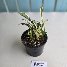 Load image into Gallery viewer, #R57 Spathiphyllum &#39;Monet&#39; - Miniature