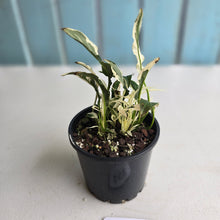 Load image into Gallery viewer, #R57 Spathiphyllum &#39;Monet&#39; - Miniature