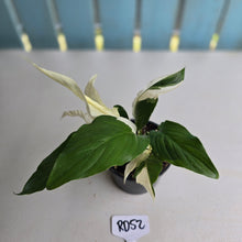 Load image into Gallery viewer, #RD52 Spathiphyllum Picasso