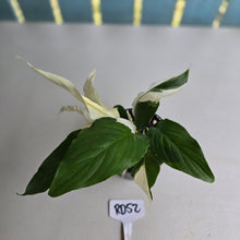 Load image into Gallery viewer, #RD52 Spathiphyllum Picasso