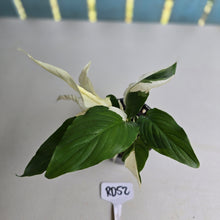 Load image into Gallery viewer, #RD52 Spathiphyllum Picasso