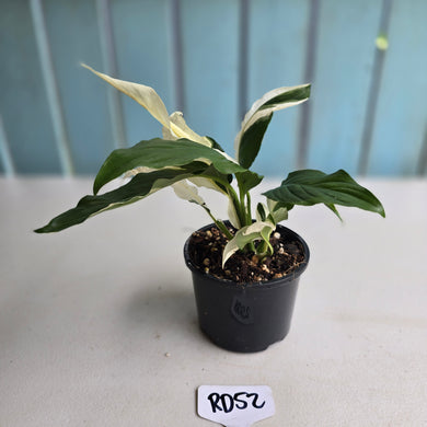 #RD52 Spathiphyllum Picasso