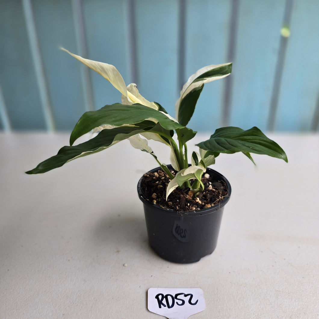 #RD52 Spathiphyllum Picasso
