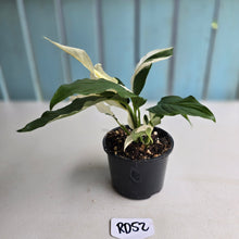 Load image into Gallery viewer, #RD52 Spathiphyllum Picasso