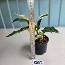 Load image into Gallery viewer, #RD52 Spathiphyllum Picasso