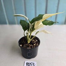 Load image into Gallery viewer, #RD52 Spathiphyllum Picasso