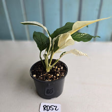 Load image into Gallery viewer, #RD52 Spathiphyllum Picasso