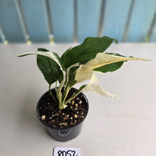 Load image into Gallery viewer, #RD52 Spathiphyllum Picasso