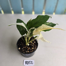Load image into Gallery viewer, #RD52 Spathiphyllum Picasso