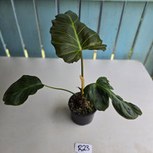 Load image into Gallery viewer, #R23 Philodendron Corsinianum/Bronze Shield