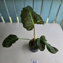 Load image into Gallery viewer, #R23 Philodendron Corsinianum/Bronze Shield