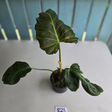 Load image into Gallery viewer, #R23 Philodendron Corsinianum/Bronze Shield