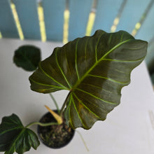 Load image into Gallery viewer, #R23 Philodendron Corsinianum/Bronze Shield