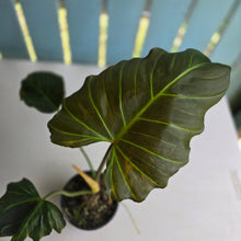 Load image into Gallery viewer, #R23 Philodendron Corsinianum/Bronze Shield