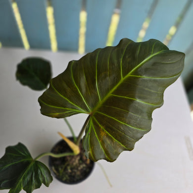 #R23 Philodendron Corsinianum/Bronze Shield
