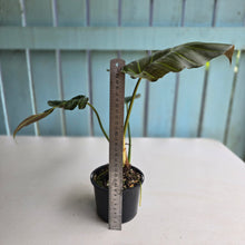 Load image into Gallery viewer, #R23 Philodendron Corsinianum/Bronze Shield