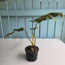 Load image into Gallery viewer, #R23 Philodendron Corsinianum/Bronze Shield