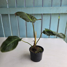 Load image into Gallery viewer, #R23 Philodendron Corsinianum/Bronze Shield