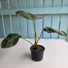 Load image into Gallery viewer, #R23 Philodendron Corsinianum/Bronze Shield