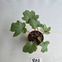 Load image into Gallery viewer, #R88 Begonia Pollux