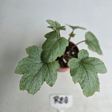 Load image into Gallery viewer, #R88 Begonia Pollux