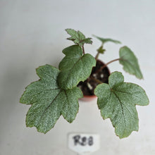 Load image into Gallery viewer, #R88 Begonia Pollux