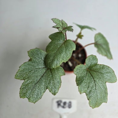 #R88 Begonia Pollux