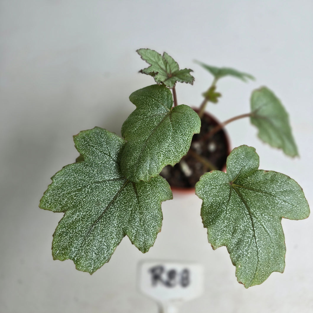 #R88 Begonia Pollux