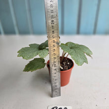 Load image into Gallery viewer, #R88 Begonia Pollux