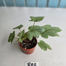 Load image into Gallery viewer, #R88 Begonia Pollux