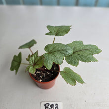 Load image into Gallery viewer, #R88 Begonia Pollux