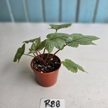 Load image into Gallery viewer, #R88 Begonia Pollux