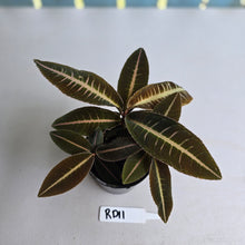 Load image into Gallery viewer, #RD11 Three x Headed Labisia Brown Pink