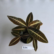 Load image into Gallery viewer, #RD11 Three x Headed Labisia Brown Pink