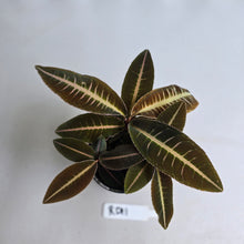 Load image into Gallery viewer, #RD11 Three x Headed Labisia Brown Pink