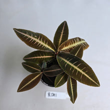 Load image into Gallery viewer, #RD11 Three x Headed Labisia Brown Pink