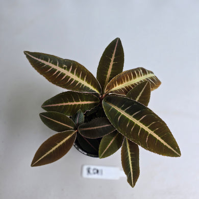 #RD11 Three x Headed Labisia Brown Pink