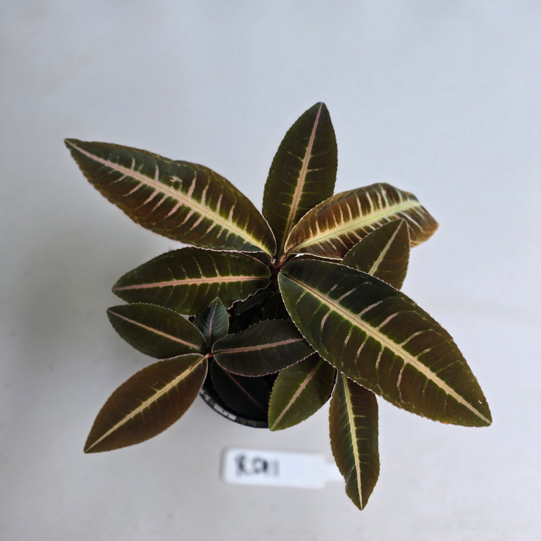 #RD11 Three x Headed Labisia Brown Pink